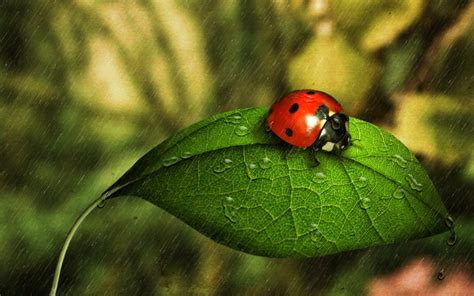 Free unique wallpapers and unique backgrounds for your computer desktop. ladybugs wallpapers - HD Desktop Wallpapers | 4k HD