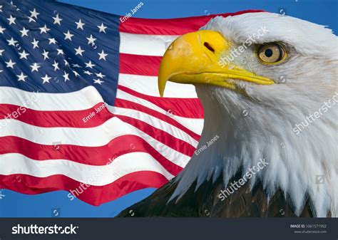 American Bald Eagle Flag Usa Stock Photo 1061571992 Shutterstock