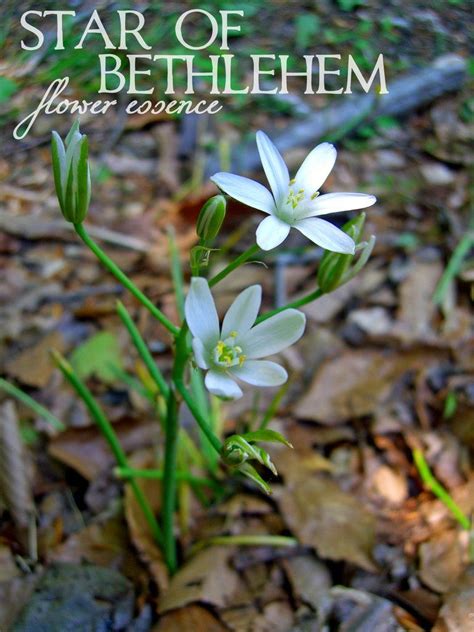 Maybe you would like to learn more about one of these? Star of Bethlehem - One Willow Apothecaries | Star of ...