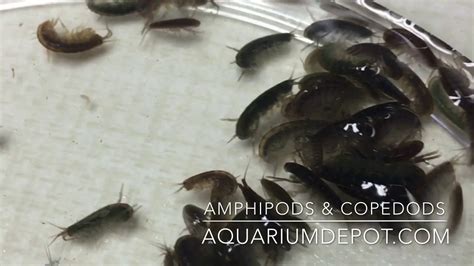 Amphipods And Copepods Youtube
