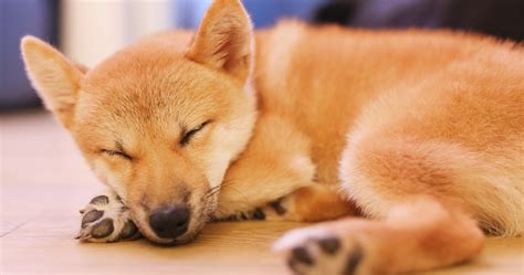 Owning A Shiba Inu Pros And Cons Wagave