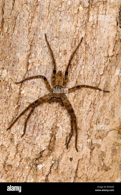 Huntsman Spider Heteropoda Venatoria India Stock Photo Alamy