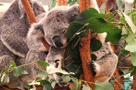 Hugging A Koala In Australia Its Unforgettable Muy Linda Travels