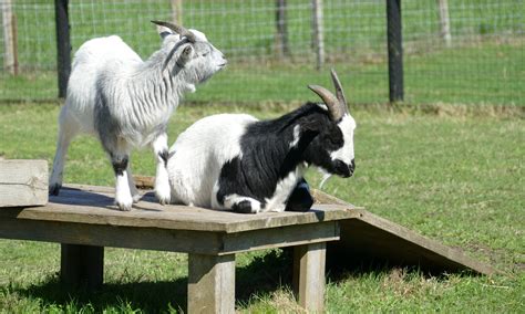 Goat Capra Aegagrus Hircus Mammal Free Photo On Pixabay Pixabay