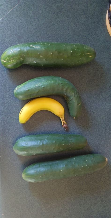 fresh cukes with a banana for scale r gardening