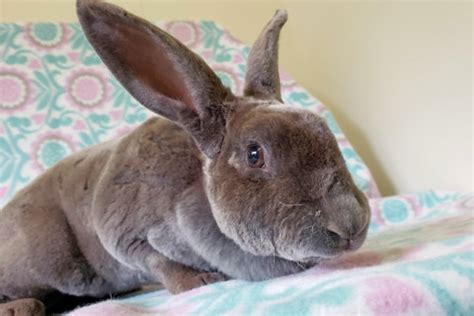 Rabbits In Indianapolis Looking For Their Fur Ever Homes