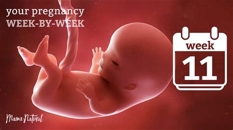 11 Weeks Pregnant Natural Pregnancy Week By Week Youtube