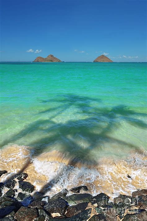 Lanikai Beach Three Palm Shadows Photograph By Aloha Art