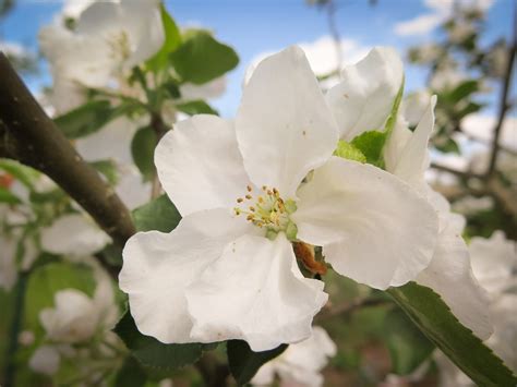 Apple Blossom Tree Free Photo On Pixabay Pixabay
