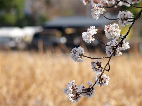 Sakura In The Field Stock Image Image Of Omen Botany 13730761