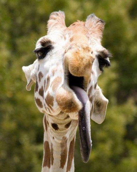 A Giraffe Sticks Out Her Tongue Awkward Animals Funny Giraffe Funny