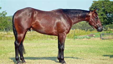 Until then, stay safe & be well. G2 Performance Horses CD LIGHTS ABOVE - 2010 Bay Gelding ...