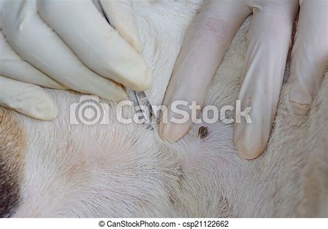 Closeup Of Human Hands Will Use Silver Pliers To Remove Dog Adult Tick