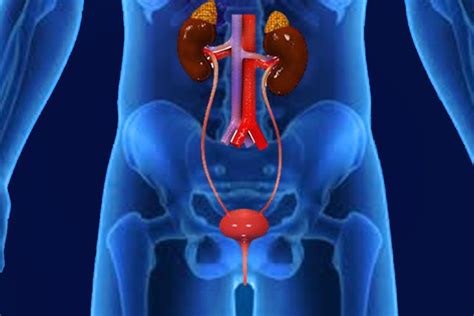 excretory system definition diagram organs and function gambaran