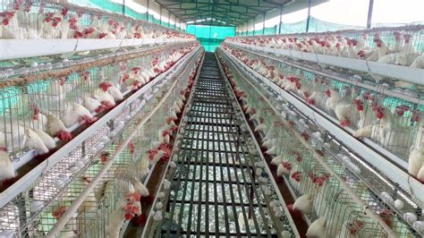 How To Make A Poultry Farm Layer Cage