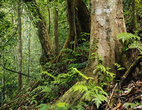 Sinharaja Rainforest National Park Nature Landscape Photography Nobody