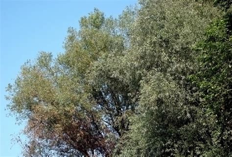 Willow Acacia Tree Gardenerdy