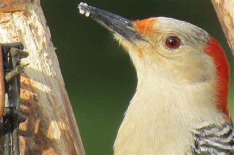 Photo By Jlipps Female Red Bellied Woodpecker 4242016 Photo