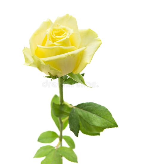 Pale Yellow And Green Rose Isolated Stock Photo Image Of Petal