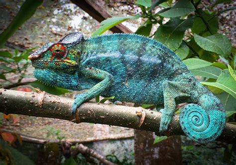 Colorful Male Panther Chameleon Furcifer Pardalis Stock Image Image
