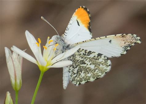 Falcate Orangetip Alabama Butterfly Atlas