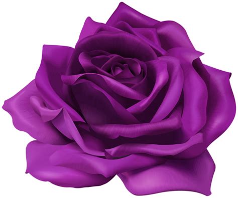 All png & cliparts images on nicepng are best quality. Purple Flower Rose Transparent Image | Gallery ...