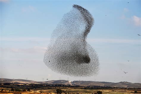 “shape Shifting Birds” Photographer Captures Stunning Photos Of The
