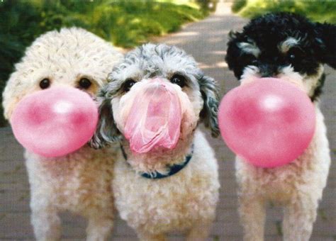 54 Best Images About Dogs Love Bubbles On Pinterest Bubble Baths