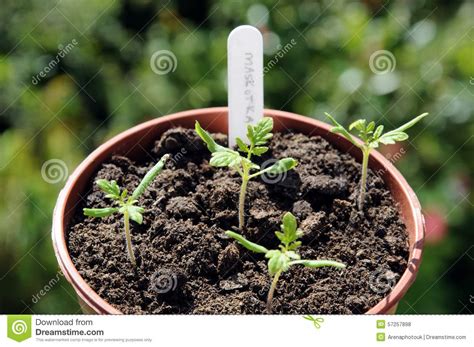 Cherry Tomato Seedlings Stock Photo Image Of Grown 57257898