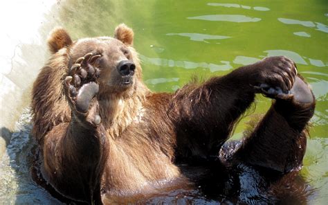Funny Grizzly Bear Full Hd Desktop Wallpapers 1080p