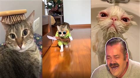 Videos De Risa Gatos Graciosos Los Mejores Videos De Gatos Chistosos