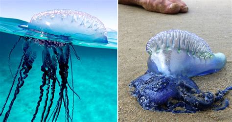 Two Deadly Box Jellyfish Species Found Breeding In