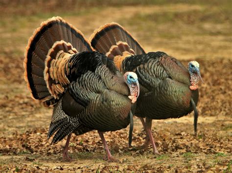 Two Tom Turkey In Fall Free Stock Photo Public Domain Pictures