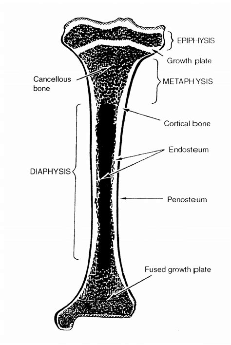 Bone Cross Section Diagram Labeled Long Bone High Res Stock Images