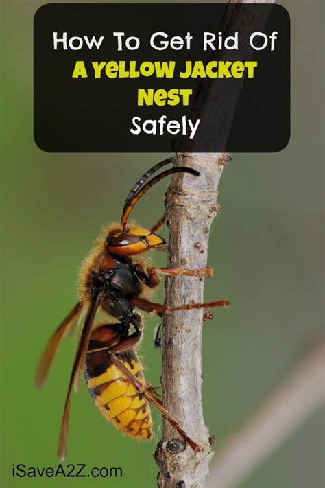 While it's risky to try to get rid of. How To Get Rid Of A Yellow Jacket Nest Safely - iSaveA2Z.com
