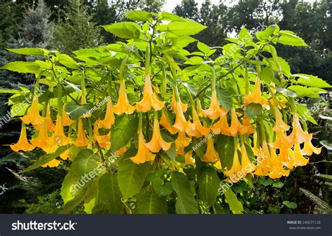 Yellow Brugmansia Or Angels Trumpets Or Datura Bunch Of Flowers Sag