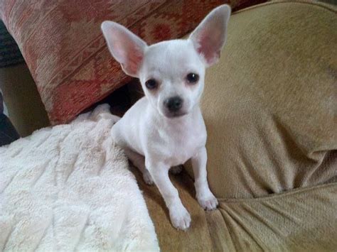 Tiny White Chihuahua Puppy Plymouth Devon Pets4homes