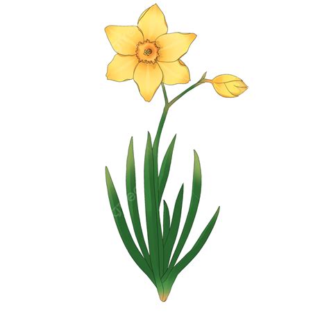 Daffodil Clipart Hd Png Cartoon Daffodil Clipart Narcissus Clipart
