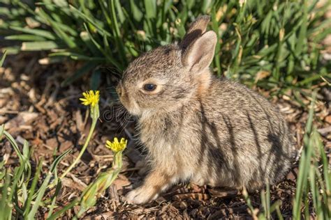 Baby Cottontail Bunny Rabbit Stock Image Image Of Nature Easter