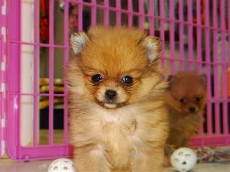 What are the crime rates? Pomeranian, Puppies, Dogs, For Sale, In Jacksonville ...