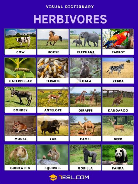 Herbivore List Of Herbivore Animals With Interesting Facts • 7esl