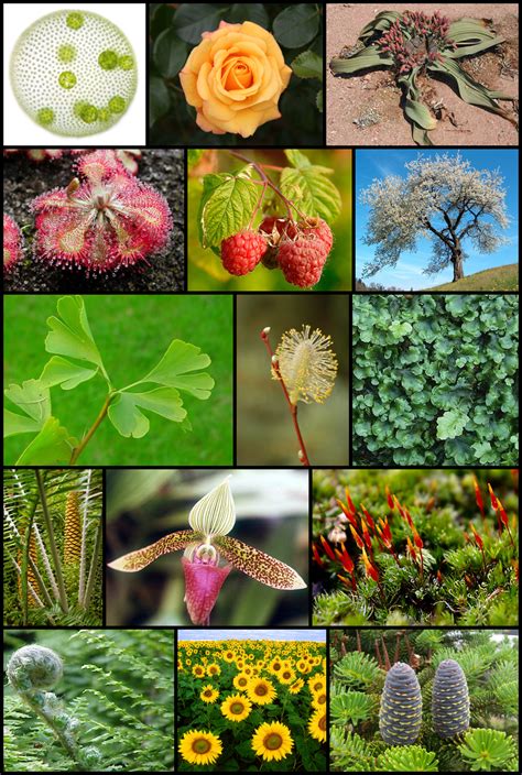 La Aventura De La Ciencia La Vida Secreta De Las Plantas