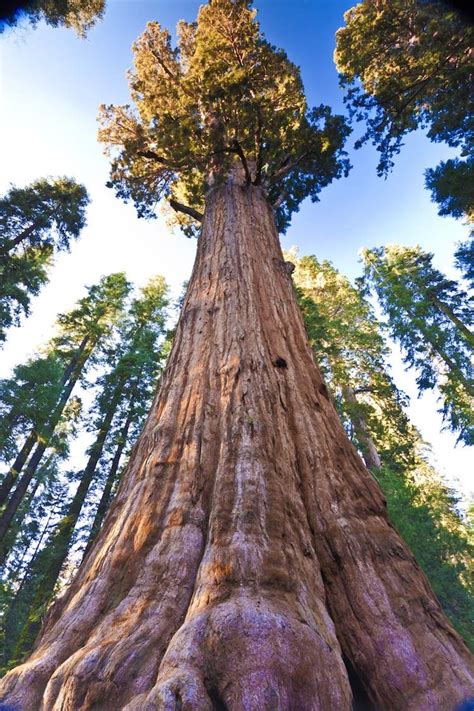 27 Most Amazing Trees In The World Famous Trees In The World