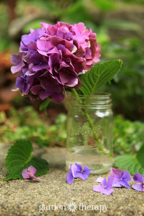 The Simple Way To Dry Hydrangea Flowers And Retain Their Color