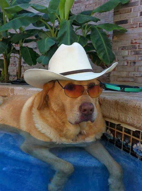 Look At This Dog With A Hat And Sunglasses Rfreekarma4u