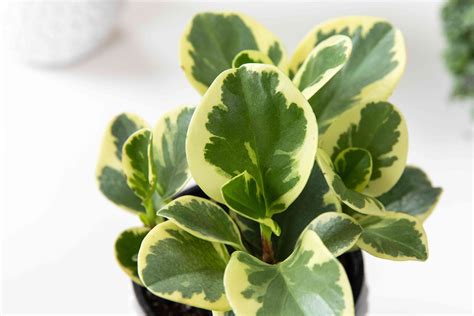 How To Grow And Care For Peperomia Plants