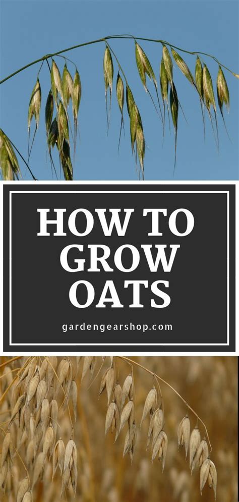 How To Grow Oats In Aquaponics Growing Gardens Aquaponics Diy