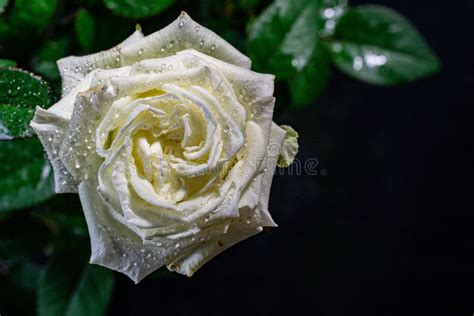 White Roses With Water Drops On A Dark Background Stock Photo Image