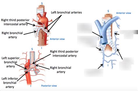 Bronchial Veins Diagram Quizlet