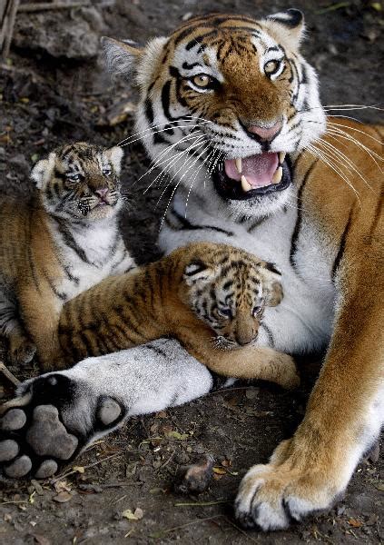 Tiger Cubs And Mother